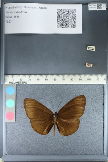 Media type: image;   Entomology 161163